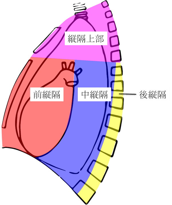 CT画像・図あり】縦隔とは？解剖・含まれる臓器をわかりやすく解説！